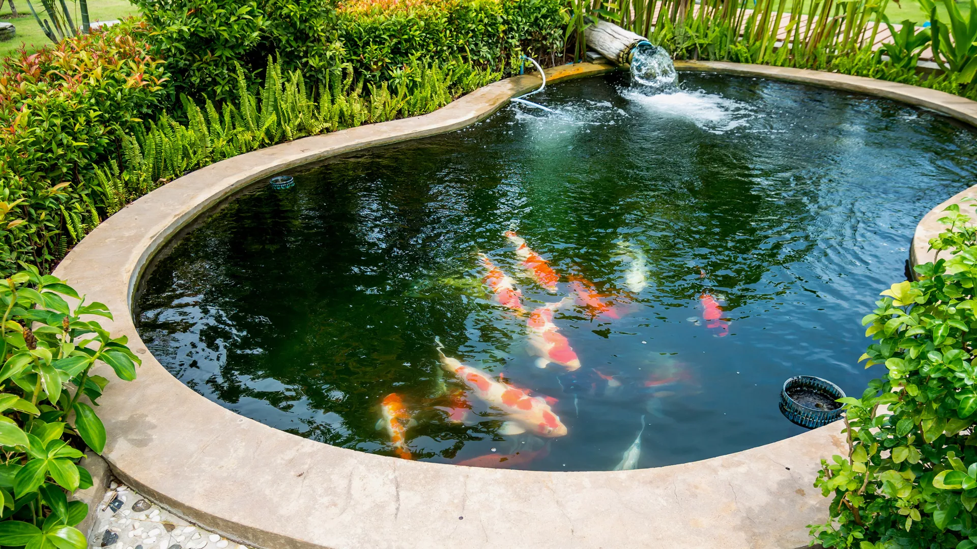 Koi pond with fish to portray the importance of preparing your pond for winter.
