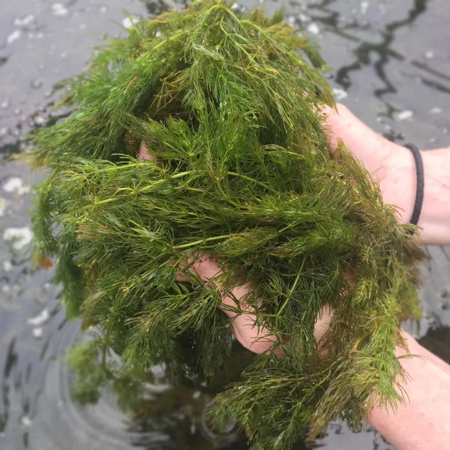 Hornwort